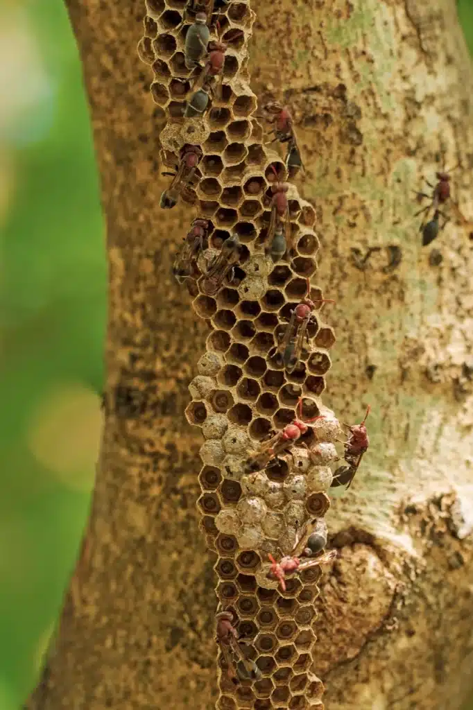 Guêpes rouges sur nid alvéolé accroché à un tronc Nid de guêpes rouges et noires, probablement des Polistes, accroché verticalement à un tronc d'arbre rugueux avec un fond vert flou.