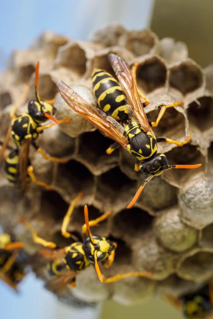 Guêpes sur nid de papier : gros plan sur insectes sociaux Gros plan sur des guêpes jaunes et noires (Vespula) sur les alvéoles d'un nid de papier, antennes orange bien visibles.