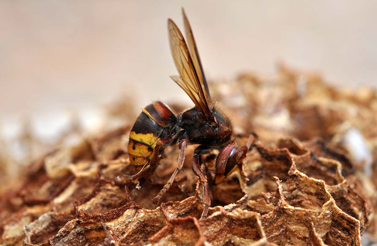 Destruction de frelons asiatiques