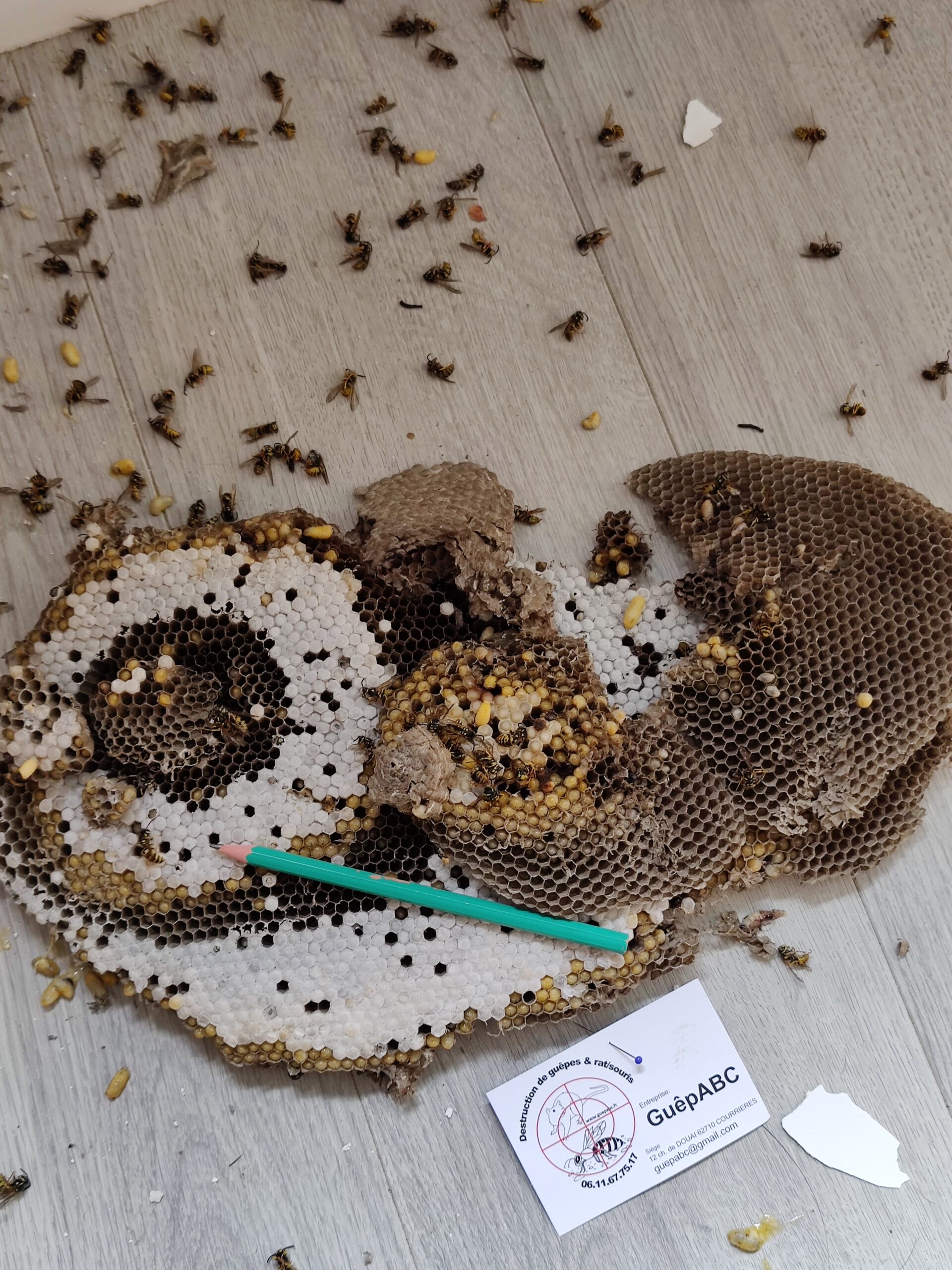 nid de guêpes dans un plafond