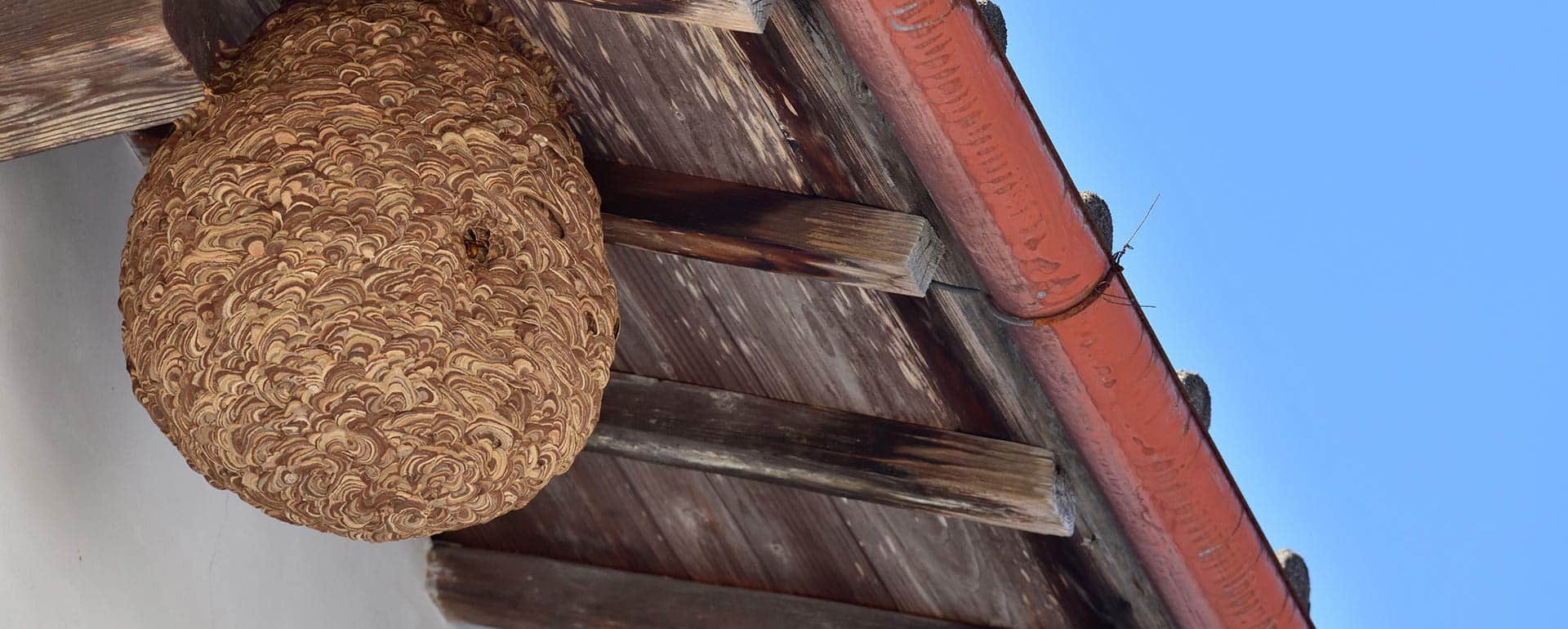Gros nid de frelons européens marron à motifs spiralés sous une gouttière rouge et un avant-toit en bois.