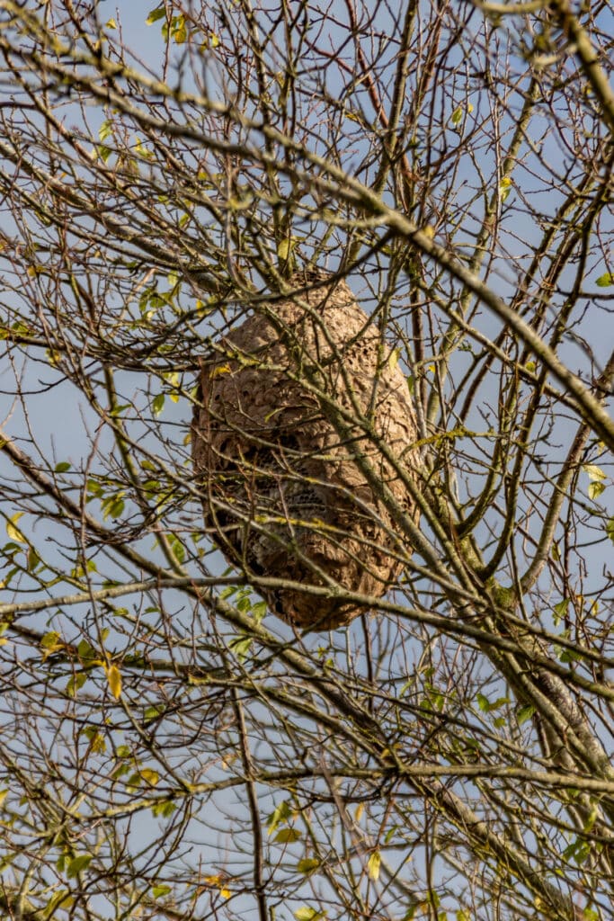 Gros nid de frelons dans un arbre en automne Gros nid de frelons ou guêpes suspendu dans un arbre aux branches nues, contrastant avec un ciel bleu pâle d'automne.