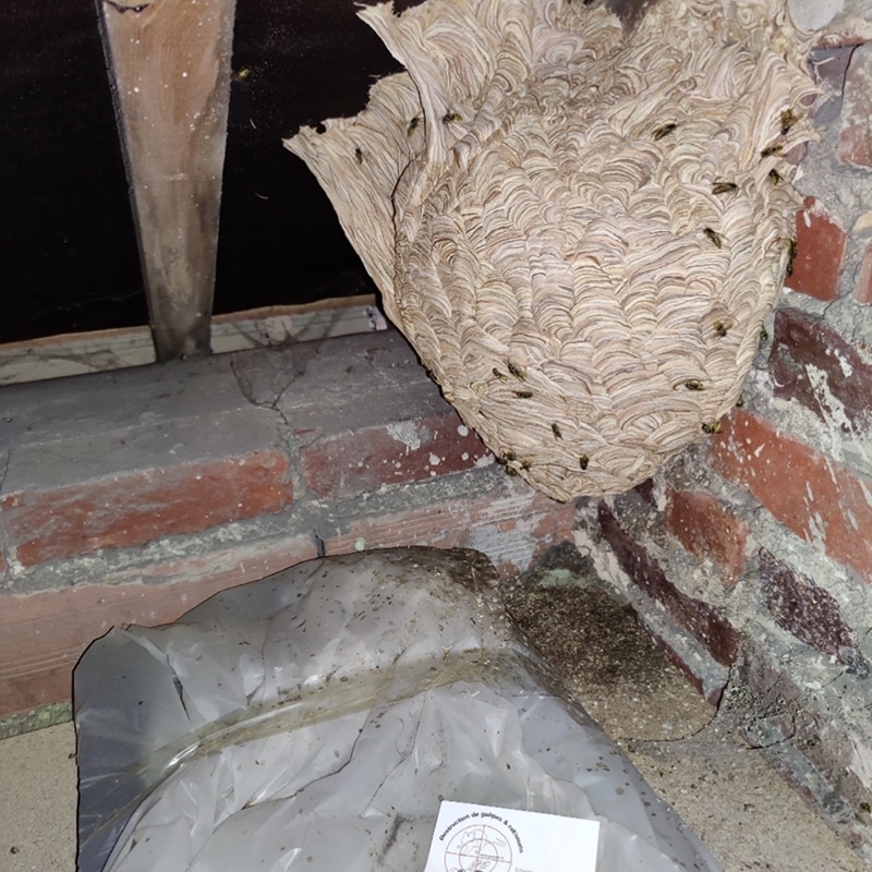 Gros Nid de Frelons en Grenier : Intervention Nécessaire Gros nid de frelons ou guêpes dans un grenier sombre, accroché entre des briques rouges et des poutres. Une étiquette mentionne 'Destruccion de guilpas & cabrones'.