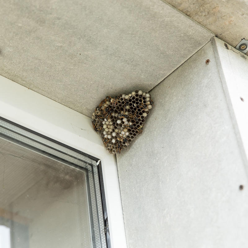 Nid de Guêpes sur Mur Extérieur : Détails et Alveoles Nid de guêpes suspendu dans le coin entre un encadrement de fenêtre blanc et un revêtement mural gris clair.