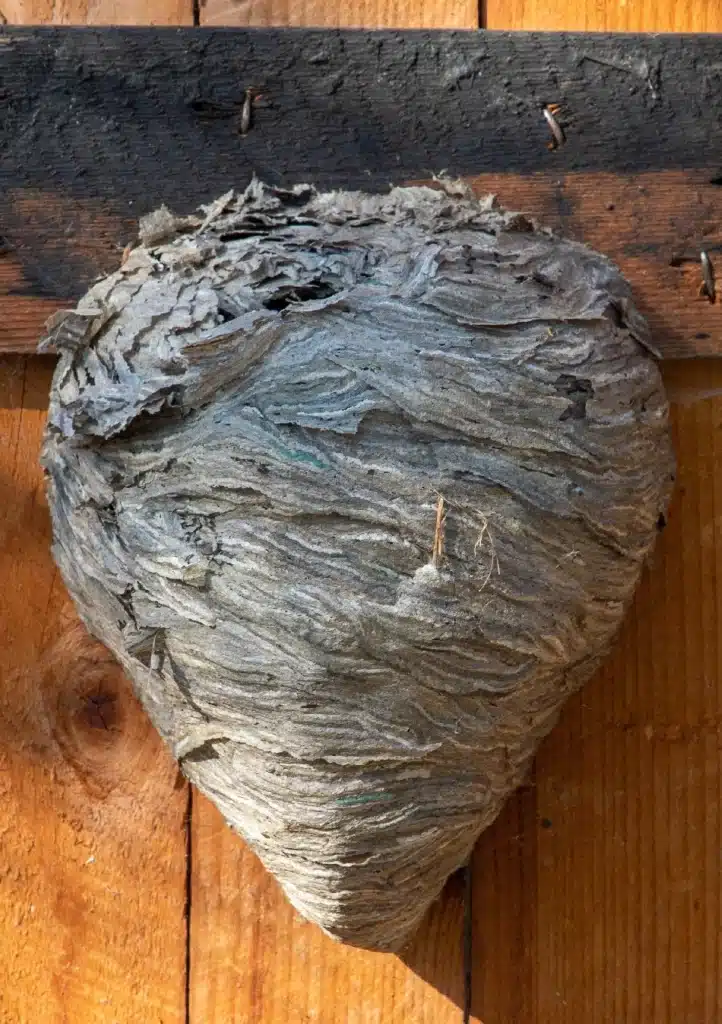 Gros Nid de Guêpes en Papier sur Structure en Bois Gros nid de guêpes ou frelons en papier gris texturé, accroché à une structure en bois brun et noir avec des clous apparents.