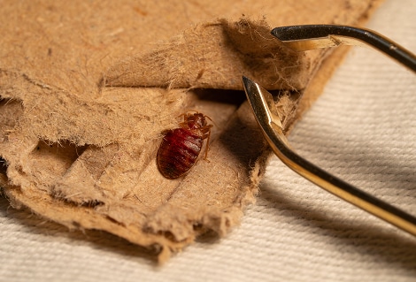 Punaise de Lit Adulte Inspectée avec Pince Punaise de lit adulte, gorgée de sang, inspectée avec une pince dorée sur un morceau de carton marron fibreux.