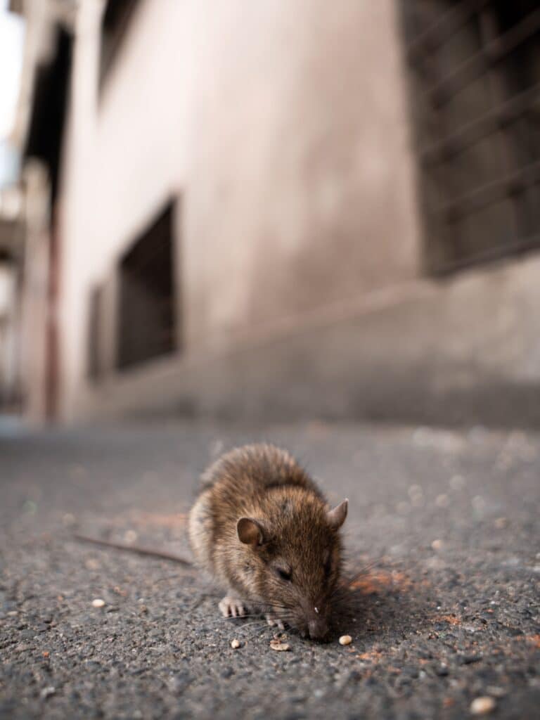 Rat brun mangeant sur le trottoir : vue rapprochée urbaine Gros plan d'un rat brun mangeant des graines sur un trottoir asphalté devant un mur de bâtiment clair, faible profondeur de champ.