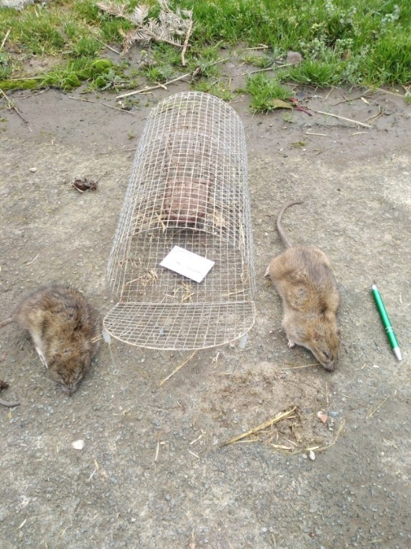 Capture et contrôle de nuisibles : piège à rats efficace Deux rats bruns morts à côté d'une cage-piège en grillage, posés sur un sol de gravier avec de l'herbe en arrière-plan. Une carte de visites est visible dans la cage.