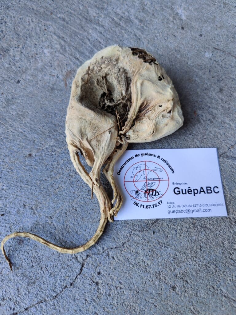 Mummifié Souris/Musaraigne et Carte GuêpABC Mummified small mammal (likely a shrew or mouse) next to a business card for GuêpABC, destruction de guêpes & rat/souris.